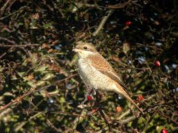Attēlu rezultāti vaicājumam “Lanius collurio juvenile”