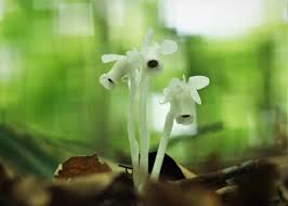 Image result for ギンリョウソウ