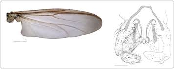 Attēlu rezultāti vaicājumam “Chironomidae imago”