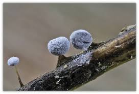 Attēlu rezultāti vaicājumam “Didymium bahiense macro”