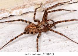 Attēlu rezultāti vaicājumam “Anyphaena accentuata male”