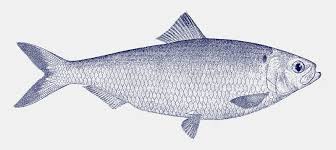 Image result for Alosa aestivalis