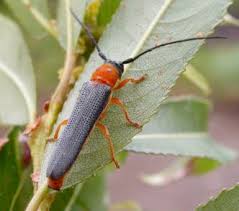 Attēlu rezultāti vaicājumam “Oberea oculata”