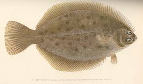 Image result for Pseudopleuronectes americanus