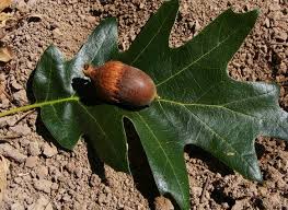 Attēlu rezultāti vaicājumam “Quercus”