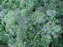 Attēlu rezultāti vaicājumam “Berula erecta leaf”