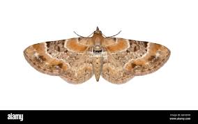 Attēlu rezultāti vaicājumam “Eupithecia linariata”