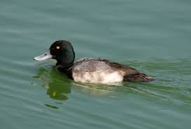 Image result for Aythya affinis