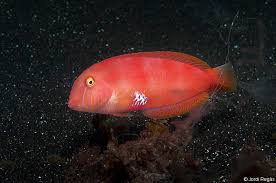 Image result for Xyrichtys novacula