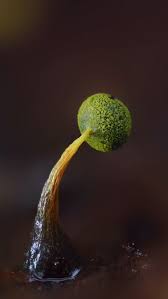 Attēlu rezultāti vaicājumam “Physarum bivalve macro”