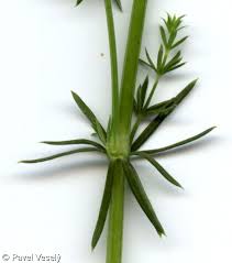 Attēlu rezultāti vaicājumam “Galium verum leaf”