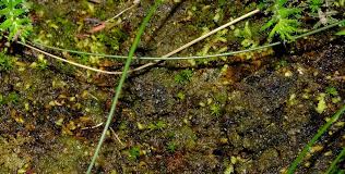 Attēlu rezultāti vaicājumam “Pogonatum dentatum”