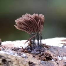 Attēlu rezultāti vaicājumam “Stemonitis pallida var. rubescens macro”