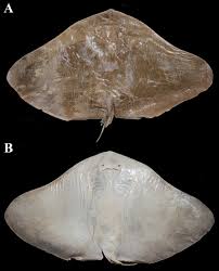 Image result for Gymnura micrura