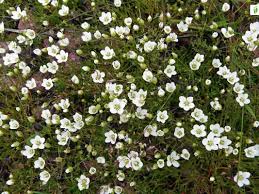 Attēlu rezultāti vaicājumam “Sagina nodosa flower”