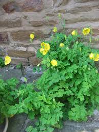 Image result for Meconopsis cambrica