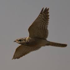 Image result for Caprimulgus aegyptius