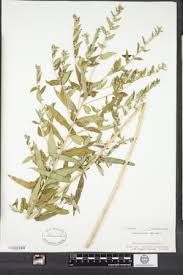 Attēlu rezultāti vaicājumam “Lithospermum officinale leaf”