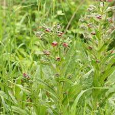 Attēlu rezultāti vaicājumam “Cynoglossum officinale flower”