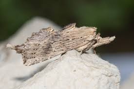 Attēlu rezultāti vaicājumam “Pterostoma palpina”