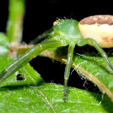 Attēlu rezultāti vaicājumam “Diaea dorsata”