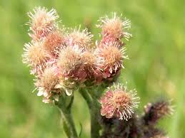 Attēlu rezultāti vaicājumam “Antennaria dioica leaf”