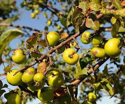 Attēlu rezultāti vaicājumam “Malus sylvestris”