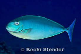 Image result for Naso hexacanthus