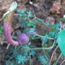 Attēlu rezultāti vaicājumam “Aristolochiaceae”