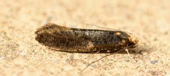 Attēlu rezultāti vaicājumam “Monopis weaverella”