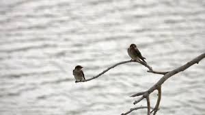 Attēlu rezultāti vaicājumam “Hirundo rustica juvenile”
