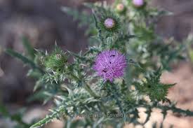Attēlu rezultāti vaicājumam “Cirsium palustre flower”