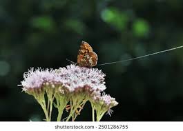 Attēlu rezultāti vaicājumam “Hamearis lucina underside”