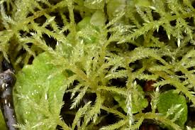 Attēlu rezultāti vaicājumam “Brachythecium rivulare”