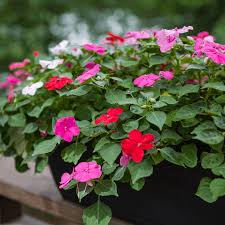 Image result for Impatiens walleriana