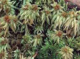 Attēlu rezultāti vaicājumam “Sphagnum palustre”