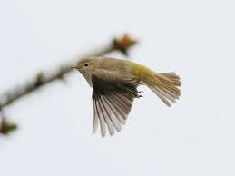 Image result for Phylloscopus orientalis