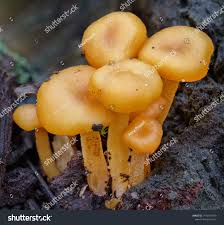 Attēlu rezultāti vaicājumam “Hygrocybe sp.”