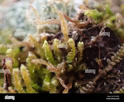 Attēlu rezultāti vaicājumam “Odontoschisma denudatum”