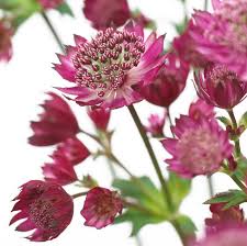 Attēlu rezultāti vaicājumam “Astrantia major flower”