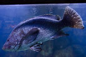 Image result for Dermatolepis inermis