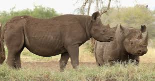 Image result for Rhyl Rhinos