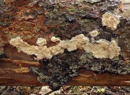 Attēlu rezultāti vaicājumam “Phlebia centrifuga”