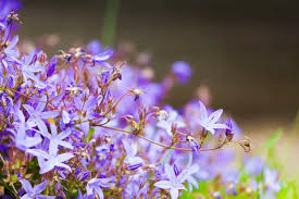 Image result for Campanula strigosa