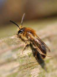 Attēlu rezultāti vaicājumam “Andrena haemorrhoa”