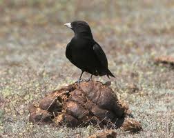 Image result for Melanocorypha yeltoniensis