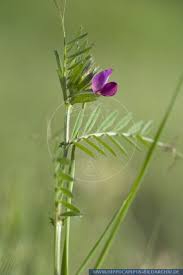 Attēlu rezultāti vaicājumam “Vicia angustifolia”