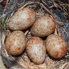 Attēlu rezultāti vaicājumam “Muscicapa striata nest”
