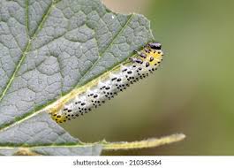 Attēlu rezultāti vaicājumam “Nematus ribesii”