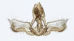 Attēlu rezultāti vaicājumam “Acleris aspersana”